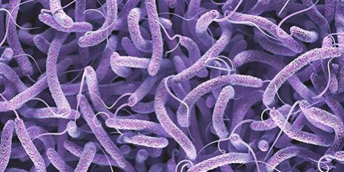 cholera2